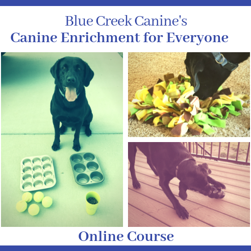 Canine Enrichment for Everyone - Self Study
